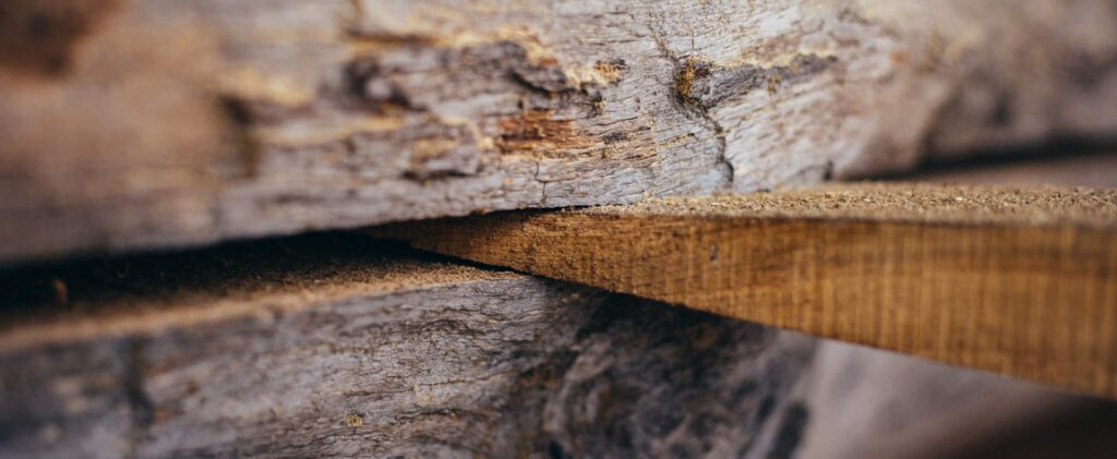 Close-up of two stacked live-edge oak slabs showing rough bark, sawn faces and a layer of sawdust between them.