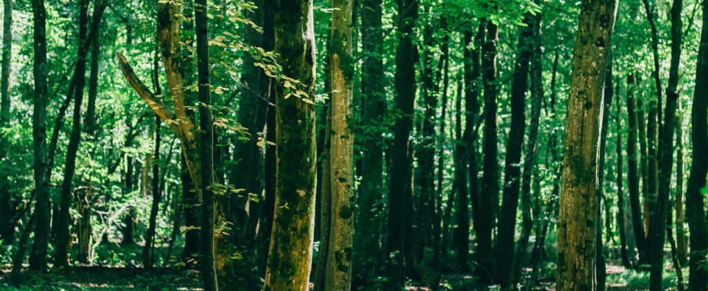 Sunlit deciduous forest with tall oak trunks and vibrant green foliage.