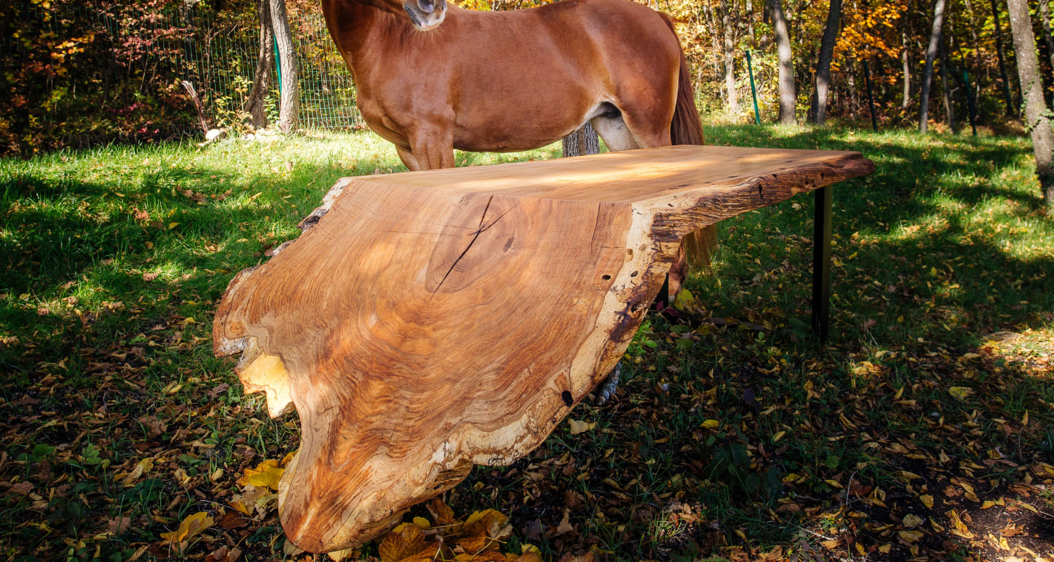 Olea sculptural live-edge wood table in forest with horse in background